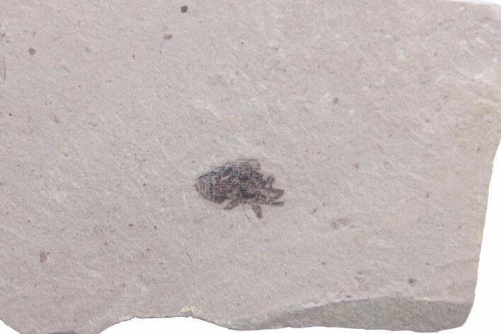 Unidentified Fossil Insect - Ruby River Basin, Montana #216556